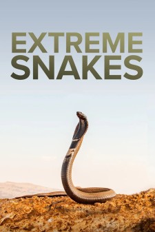 疯狂的蛇 第一季 全2集| 类型：纪录片