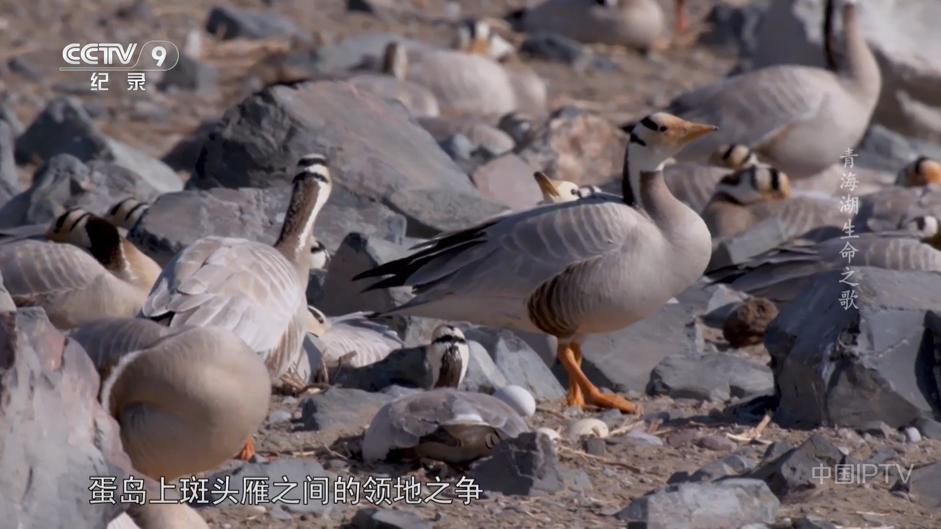 1080p| 青海湖生命之歌 (2023)  第3张