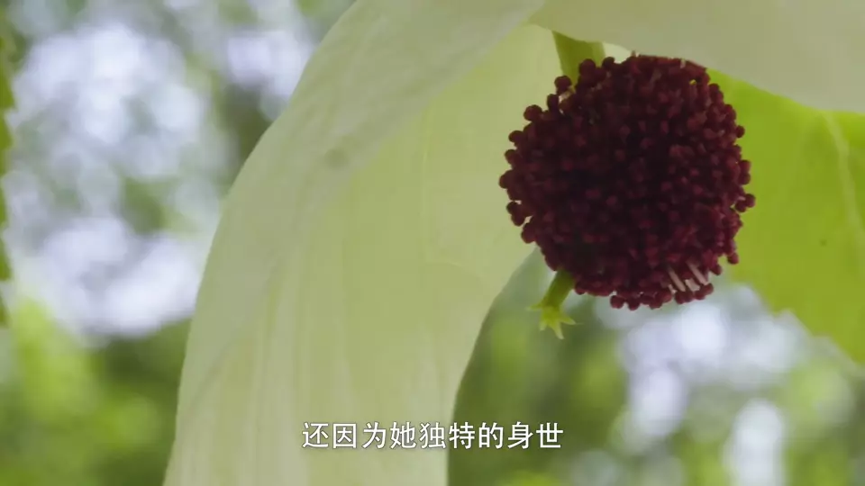 影响世界的中国植物 (2019)  第4张